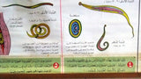 الديدان الطفيلية Parasitic worm Arabic Original French educational Poster 1974