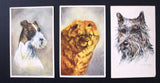 Dogs Vintage Belgium Belgique (Set of 22) Postcard 40s?