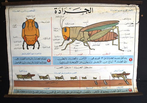 Grasshopper الجراد Educational Arabic Original Lebanese School Poster 1968