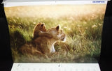 Earth Day Olympus Calendar Focus by Mitsuaki Iwago 2001