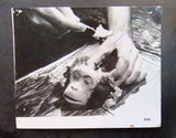 {Set of 10} Faces Of Death (Michael Carr Horror 8x10" Movie Org Japan Photos 70s