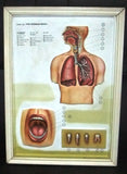 The Human Body Anatomical Model Table Original Italy 036 Framed