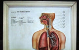 The Human Body Anatomical Model Table Original Italy 036 Framed