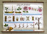 تكاثر النبات Plant reproduction Educational Arabic Original french Poster 1974