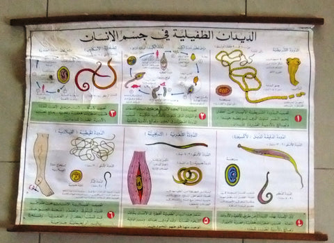 الديدان الطفيلية Parasitic worm Arabic Original French educational Poster 1974