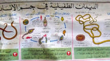 الديدان الطفيلية Parasitic worm Arabic Original French educational Poster 1974