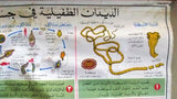 الديدان الطفيلية Parasitic worm Arabic Original French educational Poster 1974