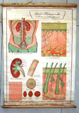 جسم الإنسان Human Anatomy Skin/Hair ect Arabic Original Educational Poster 60s?