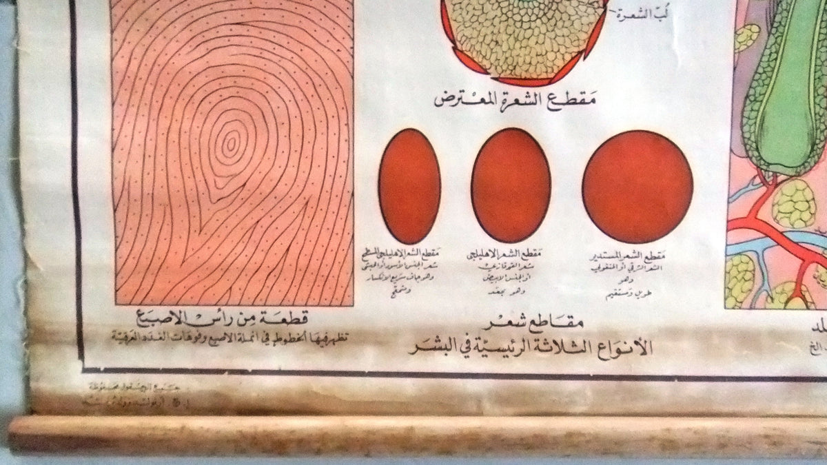 جسم الإنسان Human Anatomy Skin/Hair ect Arabic Original Educational Po ...