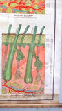 جسم الإنسان Human Anatomy Skin/Hair ect Arabic Original Educational Poster 60s?