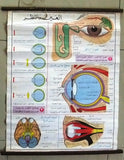 نظر، العين Eyes, Sight Educational Arabic Original French Poster 1974