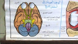 نظر، العين Eyes, Sight Educational Arabic Original French Poster 1974