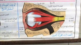 نظر، العين Eyes, Sight Educational Arabic Original French Poster 1974