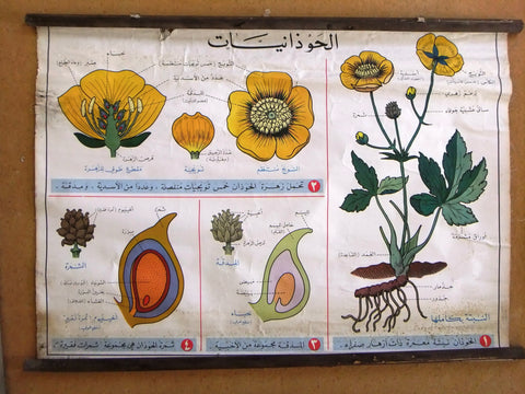 حوذانيات Ranunculales Flower Educational Arabic Original Lebanese Poster 1963