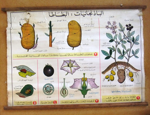 الباذنجانيات Nightshade Planets Educational Arabic Original Lebanese Poster 1966