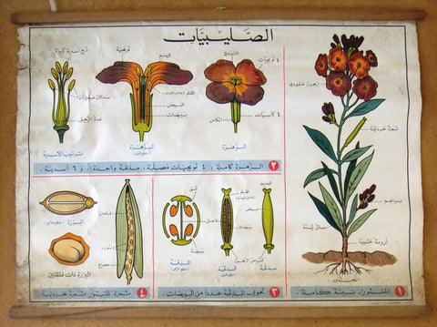 الصليبيات Flowers Planets Educational Arabic Original Lebanese Poster 1966