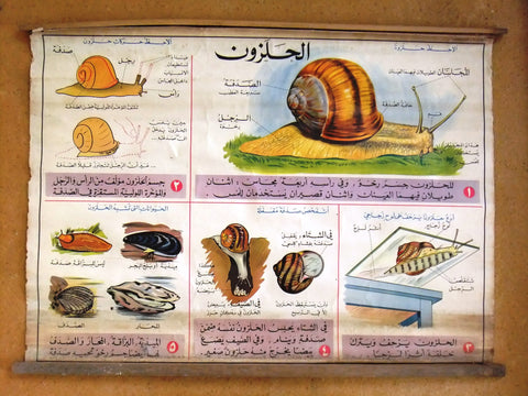 الحلزون Snail Educational Arabic Original Lebanese Poster 1963