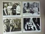 (Set of 41) SPLENDOR IN THE GRASS (WARREN BEATTY) Movie Original Photos 60s