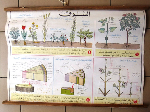 Plant نبتة السوق ملصق Educational Arabic Original Lebanese School Poster 1974