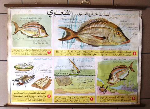 أسماك الخليج العربي Fish Educational Arabic Original Lebanese School Poster 1968