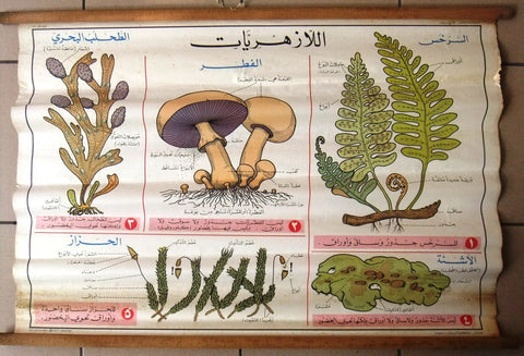 الأزهريات الفطر Mushroom Educational Arabic Original Lebanese Poster 1966