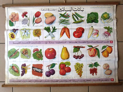 Plants نباتات البساتين Educational Arabic Original Lebanese School Poster 1974