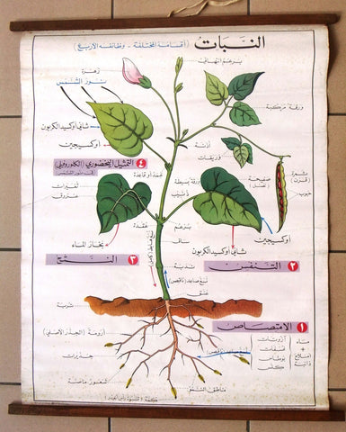 النبات Planets Educational Arabic Original Lebanese Poster 1972