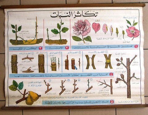 تكاثر النبات Plant reproduction Educational Arabic Original Lebanese Poster 1974