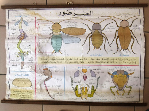 Cockroach الصرصور ملصق Educational Arabic Original Lebanese School Poster 1974