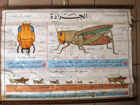 Locust الجراد Educational Arabic Original Lebanese School Poster 1968